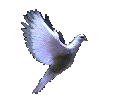 animated dove